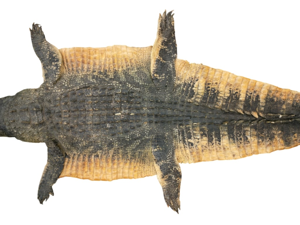 Trophy Florida Alligator Full Mount Head & Hide - 14