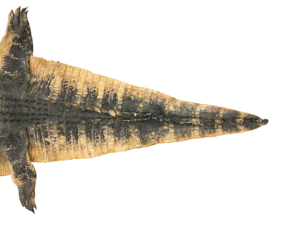 Trophy Florida Alligator Full Mount Head & Hide - 15