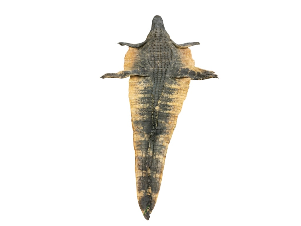 Trophy Florida Alligator Full Mount Head & Hide - 16