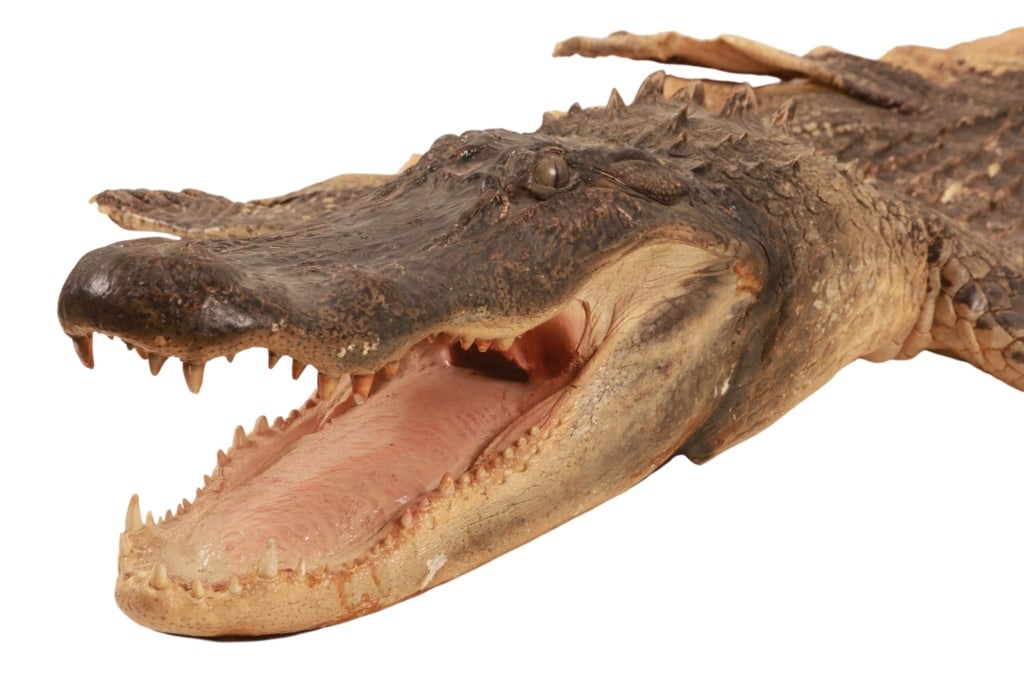 Trophy Florida Alligator Full Mount Head & Hide - 18