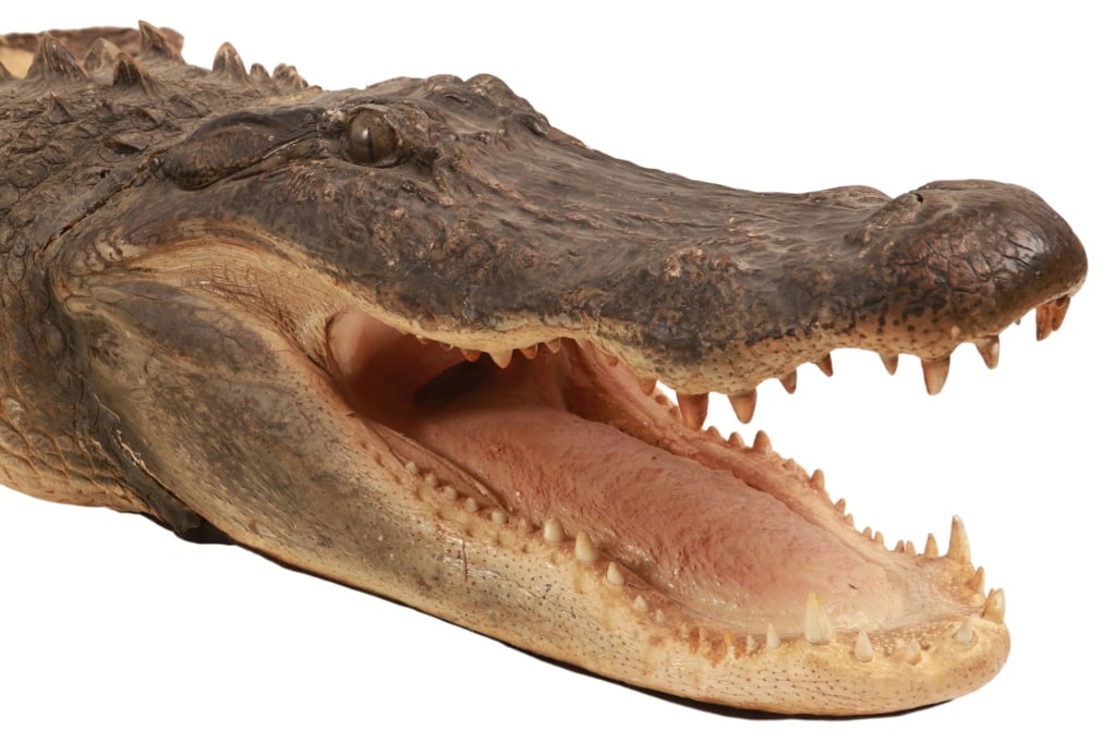 Trophy Florida Alligator Full Mount Head & Hide - 19