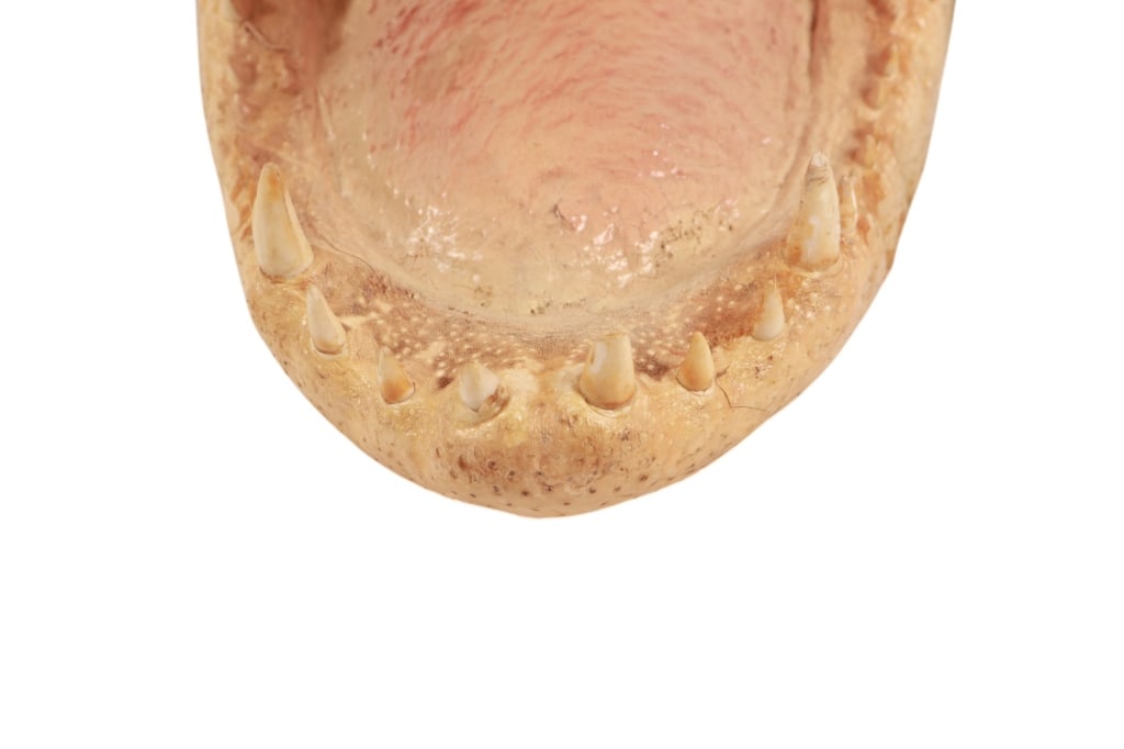 Trophy Florida Alligator Full Mount Head & Hide - 20