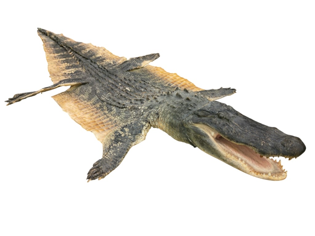 Trophy Florida Alligator Full Mount Head & Hide - 2