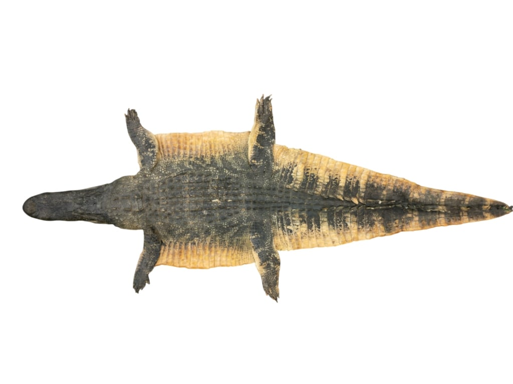 Trophy Florida Alligator Full Mount Head & Hide - 3