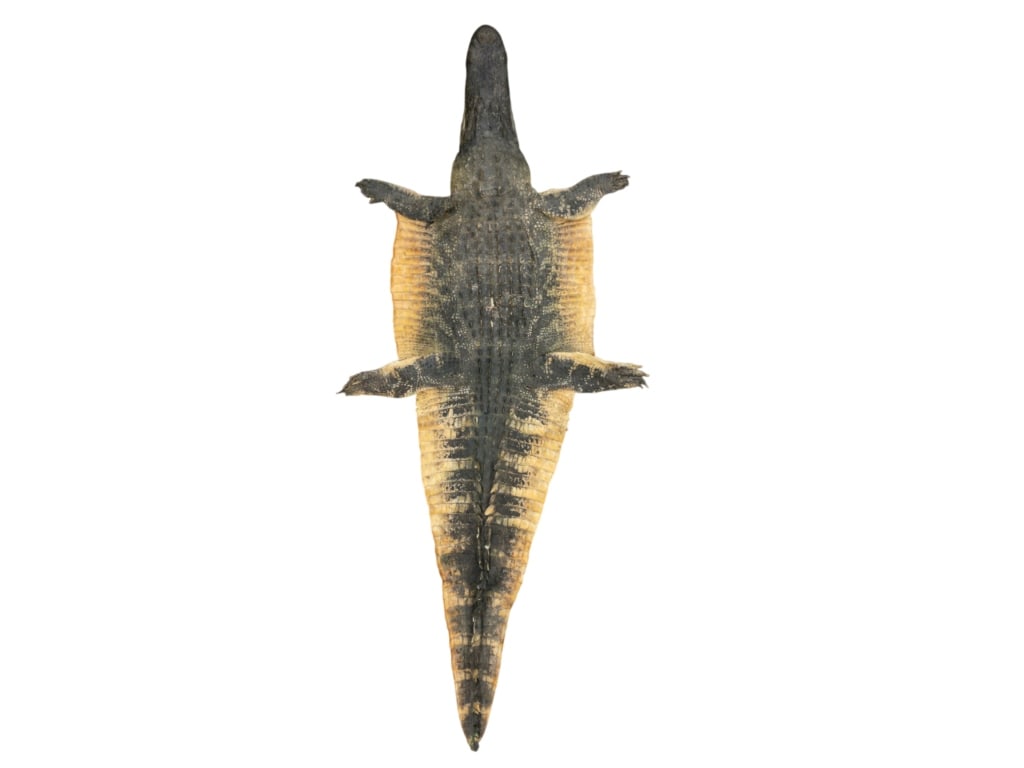 Trophy Florida Alligator Full Mount Head & Hide - 4