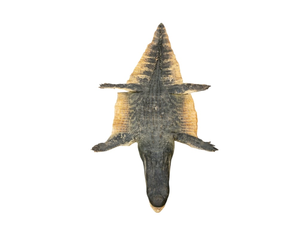 Trophy Florida Alligator Full Mount Head & Hide - 5