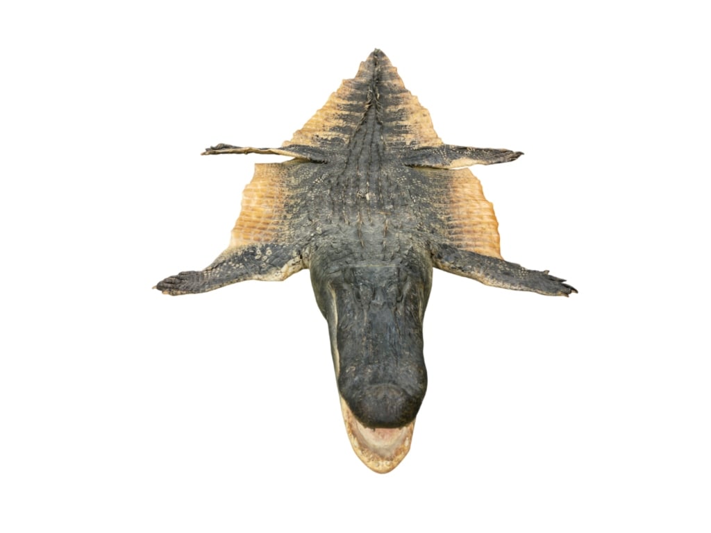 Trophy Florida Alligator Full Mount Head & Hide - 6