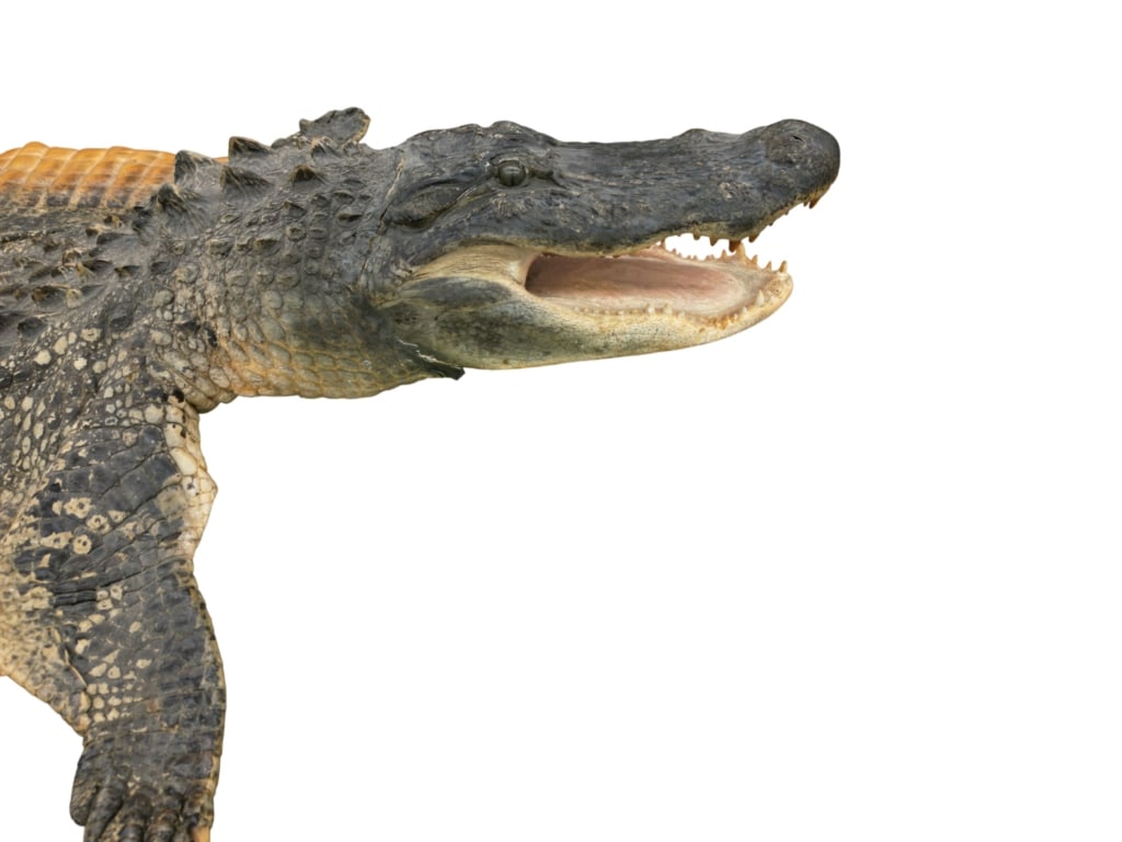 Trophy Florida Alligator Full Mount Head & Hide - 7