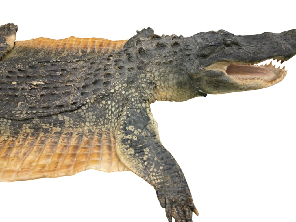 Trophy Florida Alligator Full Mount Head & Hide - 8