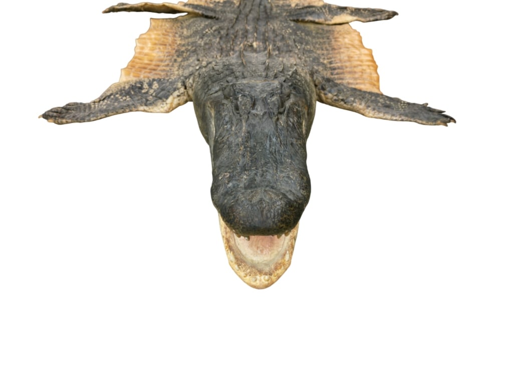 Trophy Florida Alligator Full Mount Head & Hide - 9