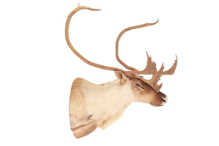 Large Caribou Taxidermy Shoulder Mount (1 of 15)