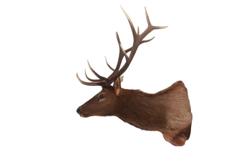 Canadian 6x6 Elk Professional Taxidermy Mount (1 of 10)