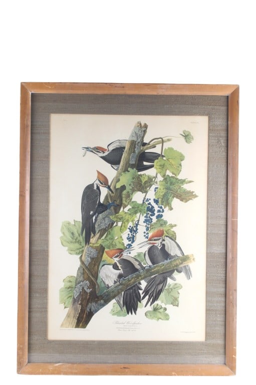 Audubon's Pileated Woodpecker Lithograph 1940-50's (1 of 13)