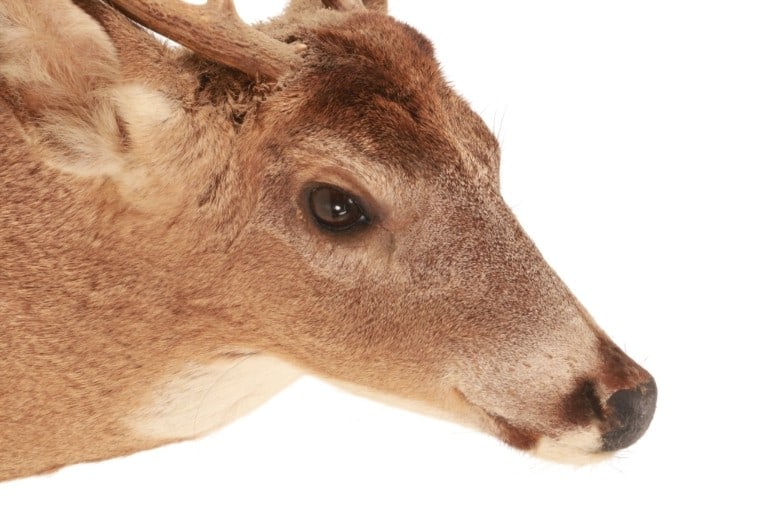 Trophy Michigan 3x3 White Tail Deer Shoulder Mount - 10