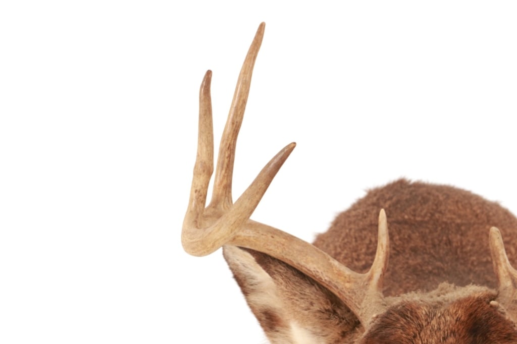 Trophy Michigan 3x3 White Tail Deer Shoulder Mount - 11