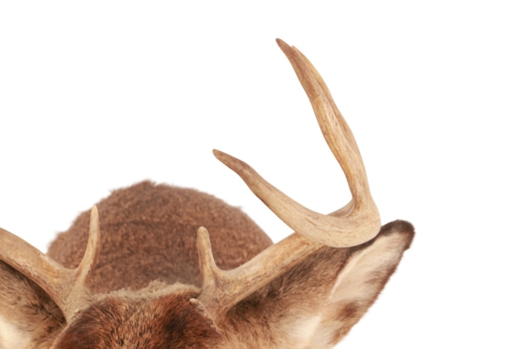 Trophy Michigan 3x3 White Tail Deer Shoulder Mount - 12