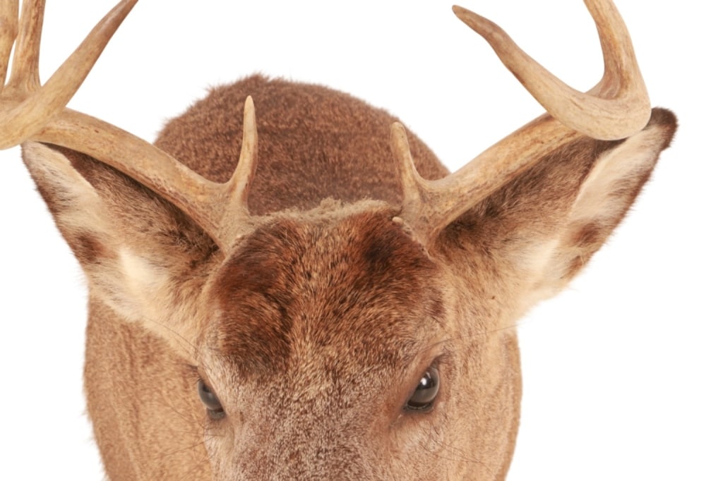 Trophy Michigan 3x3 White Tail Deer Shoulder Mount - 13