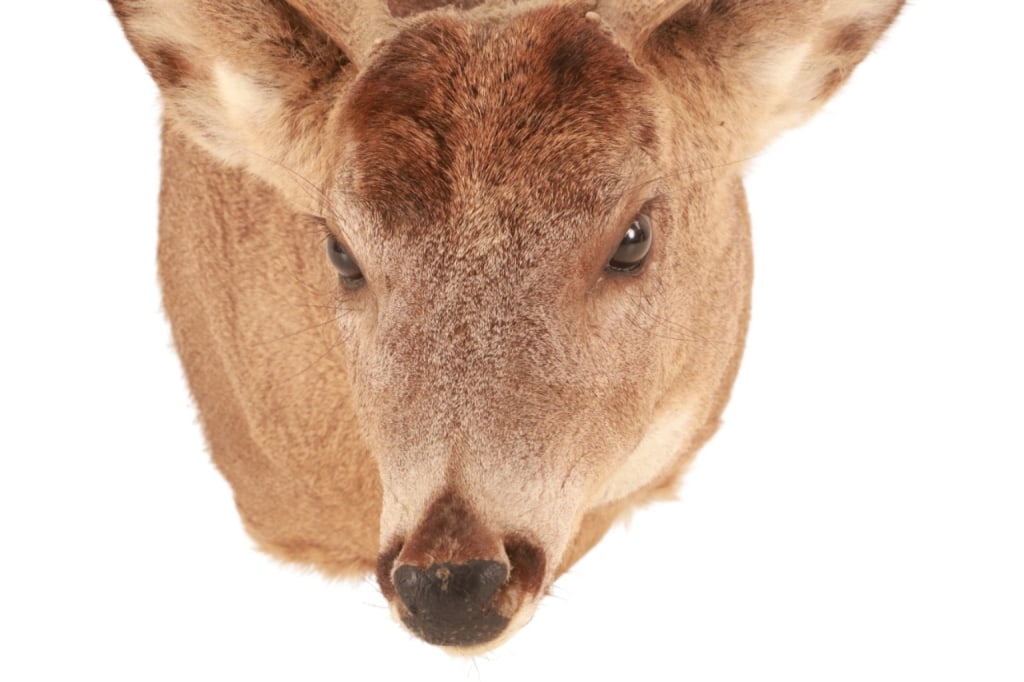 Trophy Michigan 3x3 White Tail Deer Shoulder Mount - 14