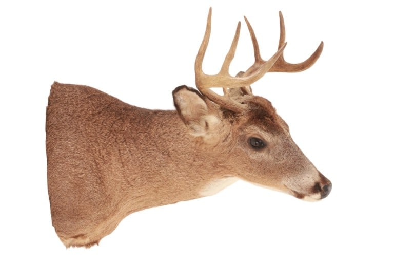 Trophy Michigan 3x3 White Tail Deer Shoulder Mount (1 of 14)