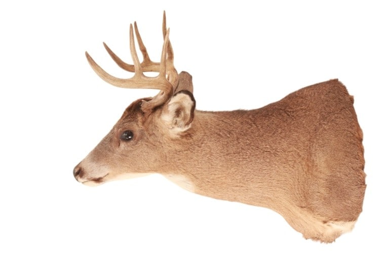 Trophy Michigan 3x3 White Tail Deer Shoulder Mount - 2