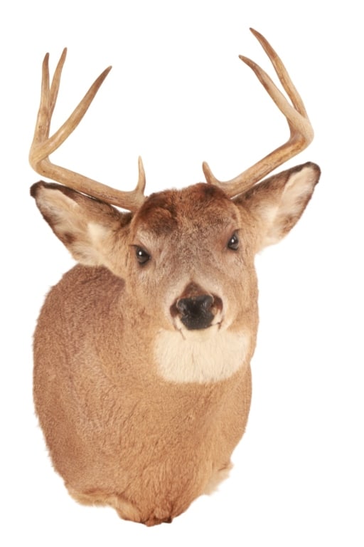 Trophy Michigan 3x3 White Tail Deer Shoulder Mount - 3