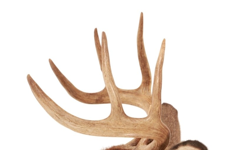 Trophy Michigan 3x3 White Tail Deer Shoulder Mount - 4