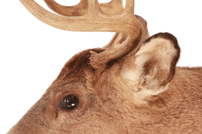 Trophy Michigan 3x3 White Tail Deer Shoulder Mount - 5