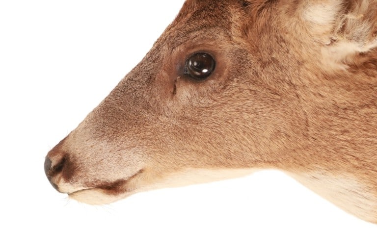 Trophy Michigan 3x3 White Tail Deer Shoulder Mount - 6