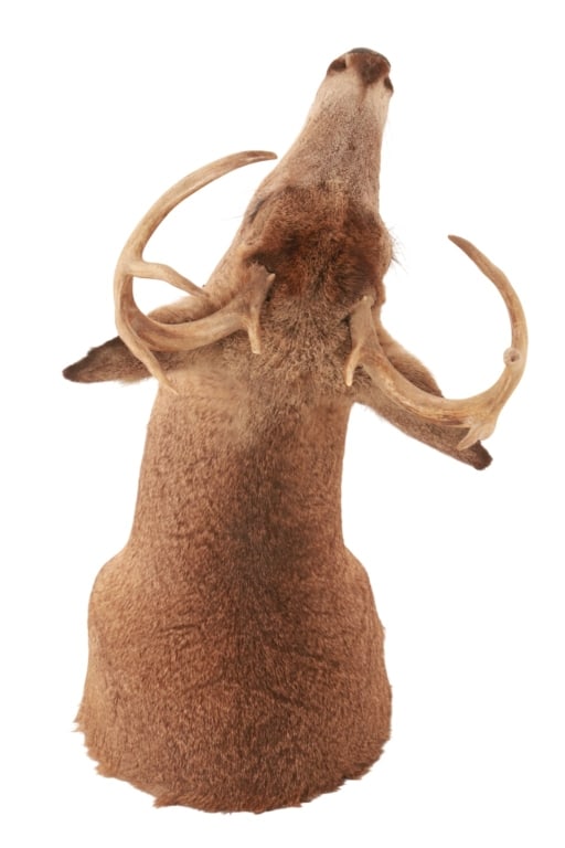 Trophy Michigan 3x3 White Tail Deer Shoulder Mount - 7