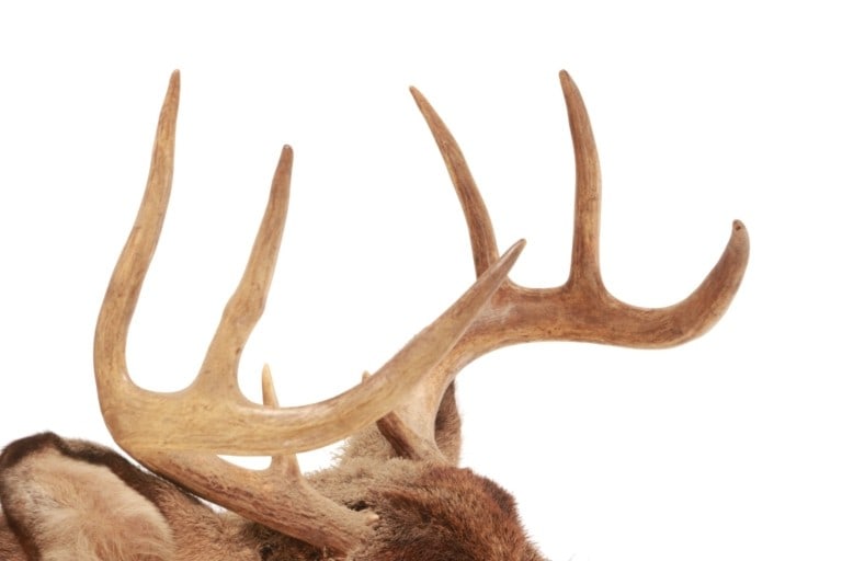 Trophy Michigan 3x3 White Tail Deer Shoulder Mount - 8