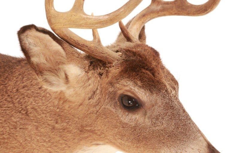 Trophy Michigan 3x3 White Tail Deer Shoulder Mount - 9