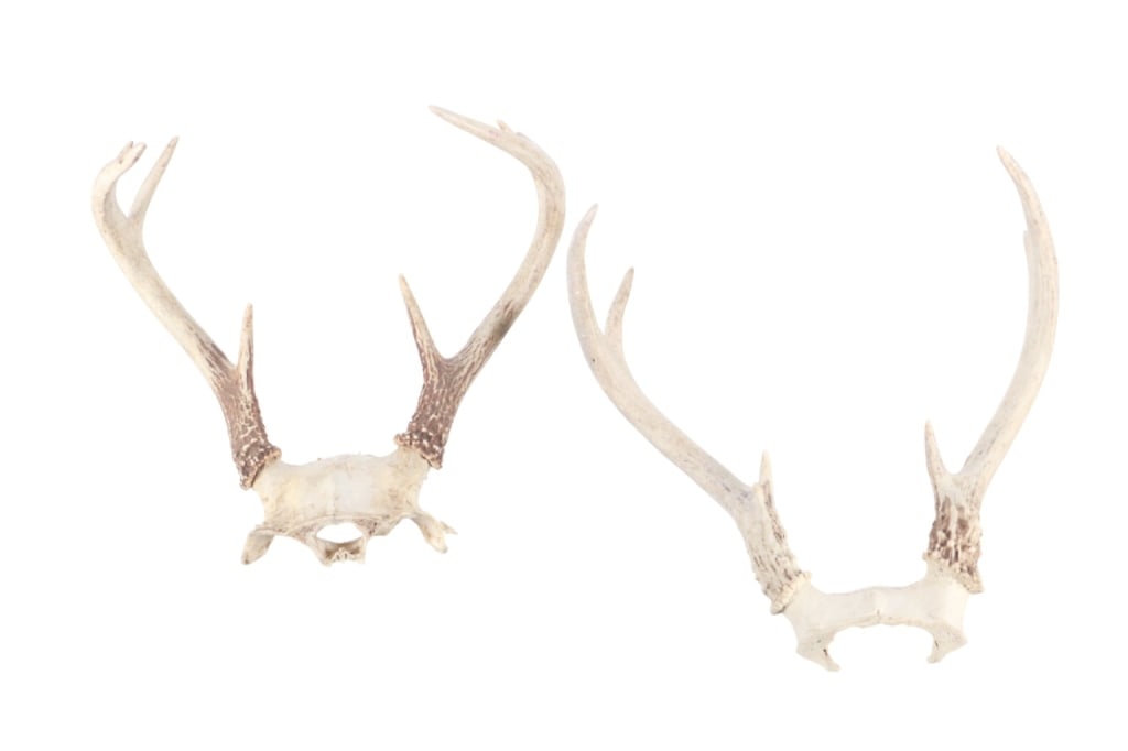 Montana 2x2 Deer Antler Skull Cap Collection: Featured in this lot is this Montana 2x2 deer antler skull cap collection. There are two deer skull caps in this collection. Both are taken from young deer with a 2x2 stature and the skull caps being
