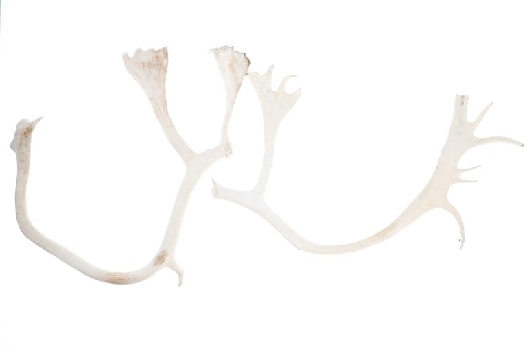 Alaskan Caribou Antler Rack Pair Taxidermy: Featured in this lot is this pair of Alaskan caribou antlers (possibly sheds). There is one pair of antlers in this listing, with a bone white coloration and no obvious signs of human manipulation (po