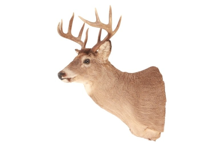 Trophy Montana 5X5 White Tail Deer Shoulder Mount (1 of 14)