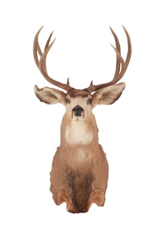 Non-Typical Whitetail Deer Scored Shoulder Mount (1 of 11)