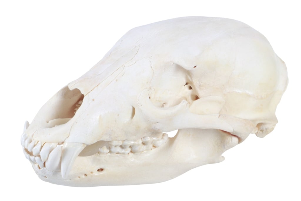 Montana Black Bear Professional Taxidermy Skull (1 of 4)