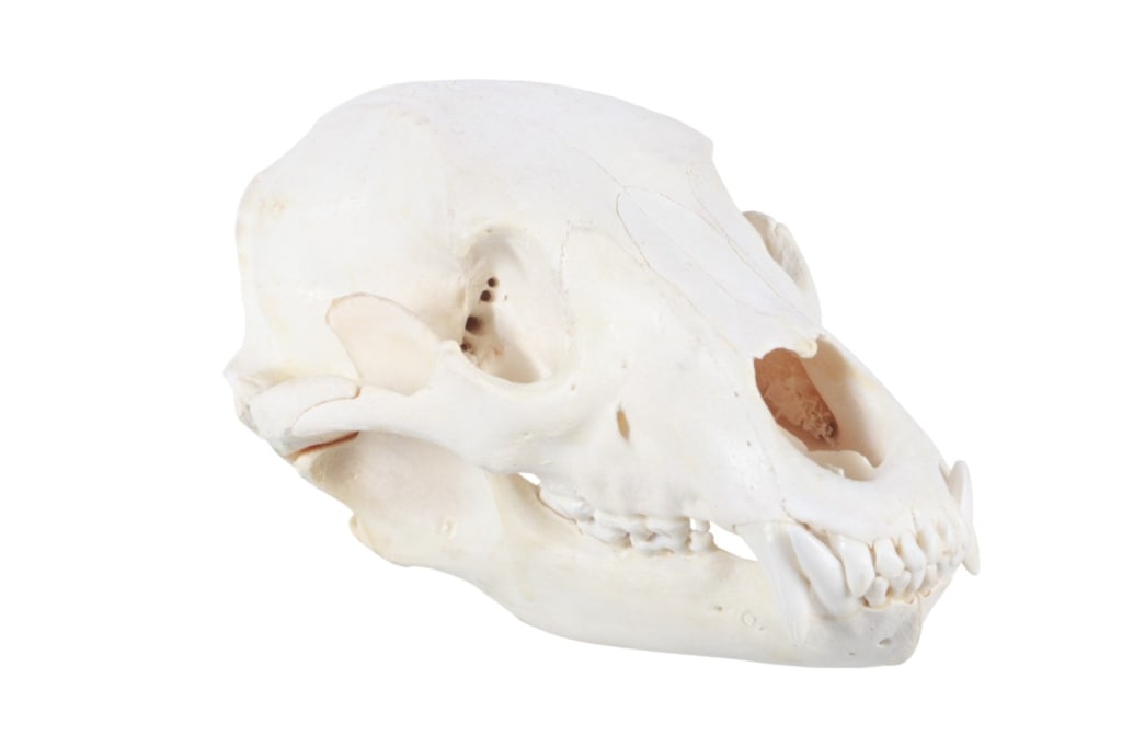 Montana Black Bear Professional Taxidermy Skull (1 of 5)