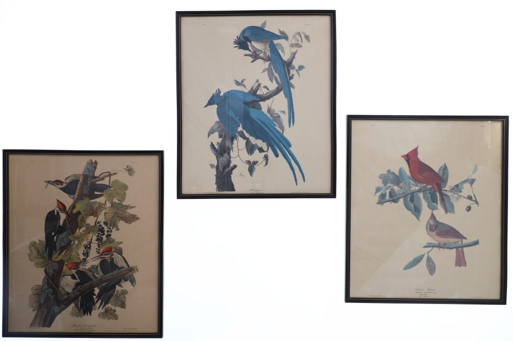 J.J. Audubon Colored Bird Etching Prints (3) (1 of 18)