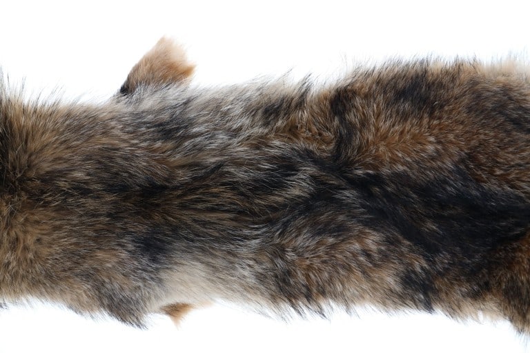 Eastern Coyote Tanned Hide - 3