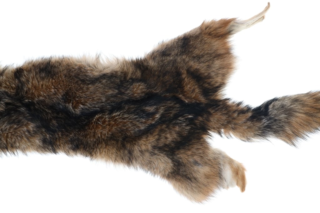 Eastern Coyote Tanned Hide - 5