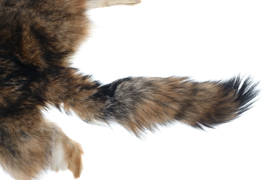 Eastern Coyote Tanned Hide - 6