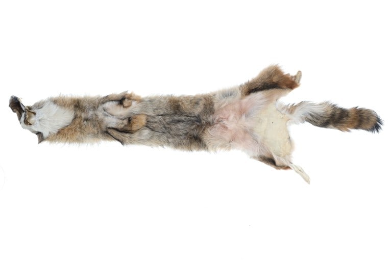 Eastern Coyote Tanned Hide - 7