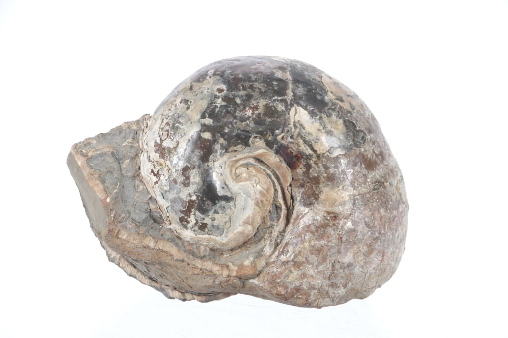 Prehistoric Large Nautilus Preserved Fossil (1 of 4)
