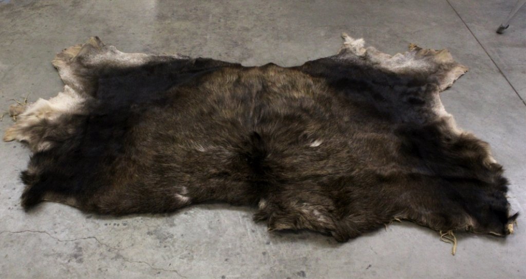 Montana Moose Hide: This hide is half a moose in excellent condition with no bare spots. Most likely cut to put infront of a couch or king size bed. It is approx. 101" long and 67" wide.