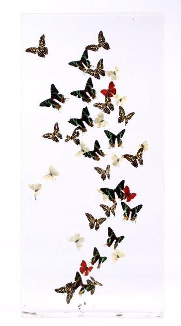 Butterflies in Flight Display: This lot features a plexiglass shadow box with 38 butterflies. All of the Butterflies are float mounted and appear to be flying. This is very well done and is a work of art. The piece features genuine