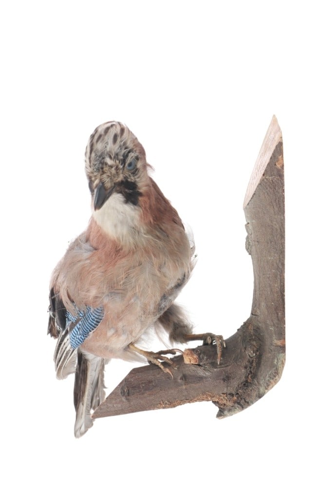 Professional Eurasian Jay Full Body Taxidermy: Featured in this lot is this Eurasian Jay full body professional taxidermy. The taxidermy features a wonderfully and professionally crafted construction that shows a full body mounted on a right