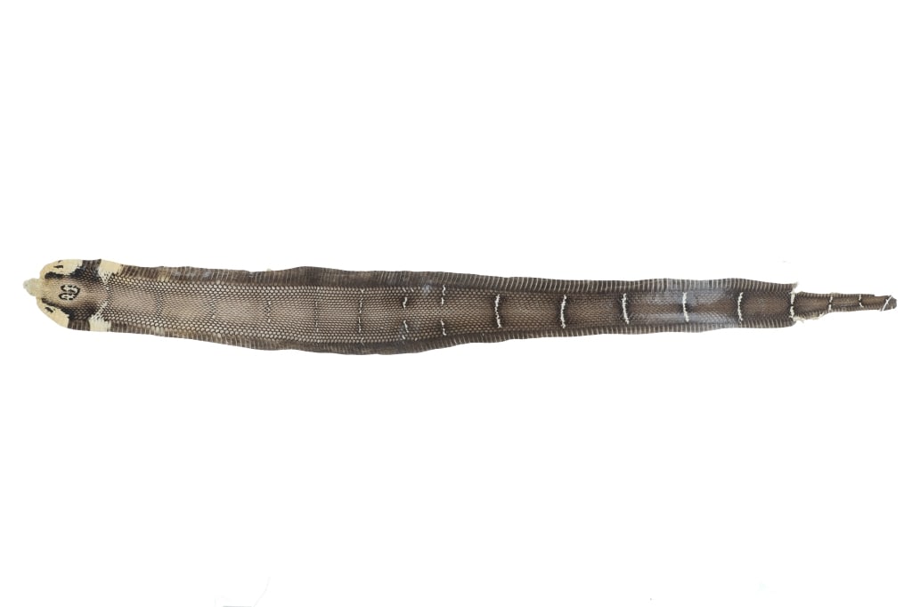 Professional King Cobra Skin Taxidermy w/ Head: Featured in this lot is this white king cobra skin with head taxidermy. The taxidermy features a wonderfully and professionally crafted construction that shows the whole length of the cobras body and 