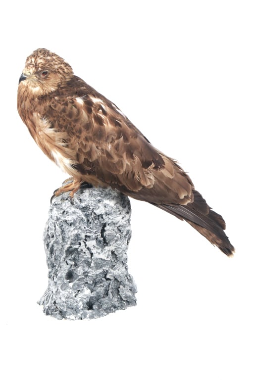 Professional Eurasian Common Buzzard Taxidermy: Featured in this lot is this Eurasian common buzzard professional taxidermy. The taxidermy features a wonderfully and professionally crafted construction that shows a Europe, Siberia, Mongolia, and Af