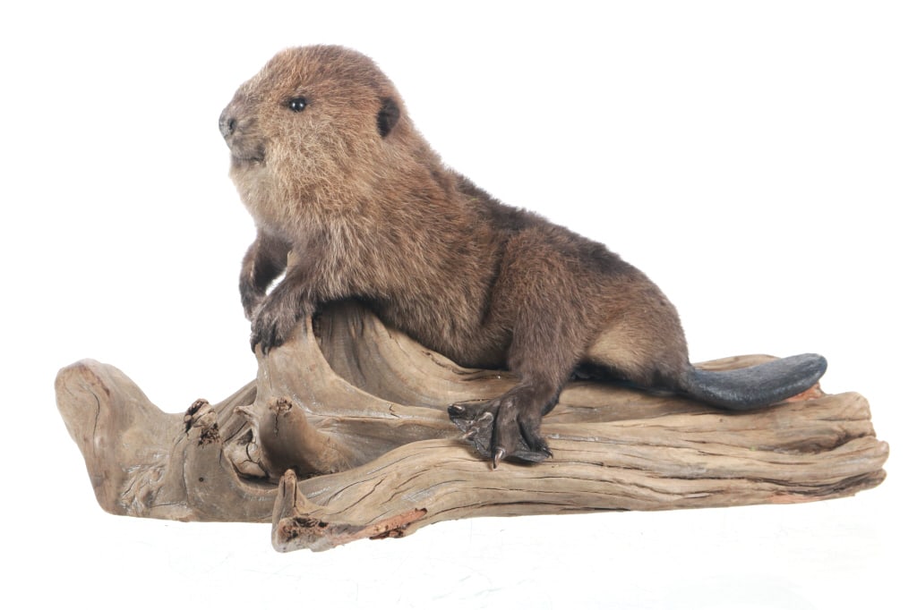 Professional Baby Beaver Log Mounted Taxidermy (1 of 8)