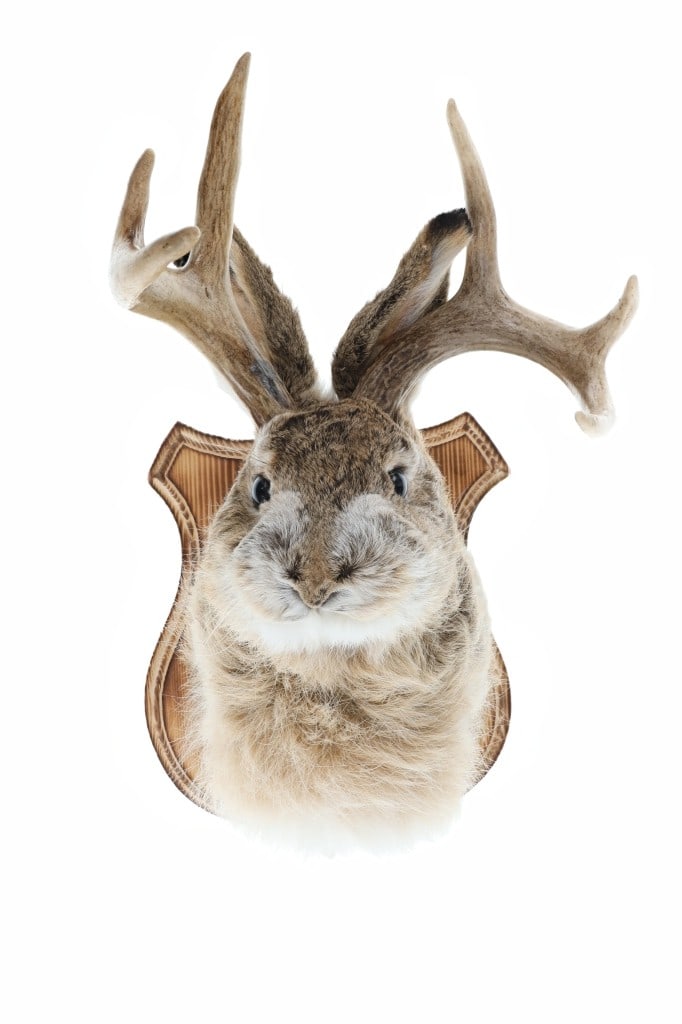 ELUSIVE Jackalope 3x3 Shoulder Mount Taxidermy (1 of 6)